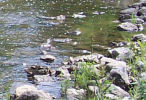 riprap-bkgrnd1_146_100.png